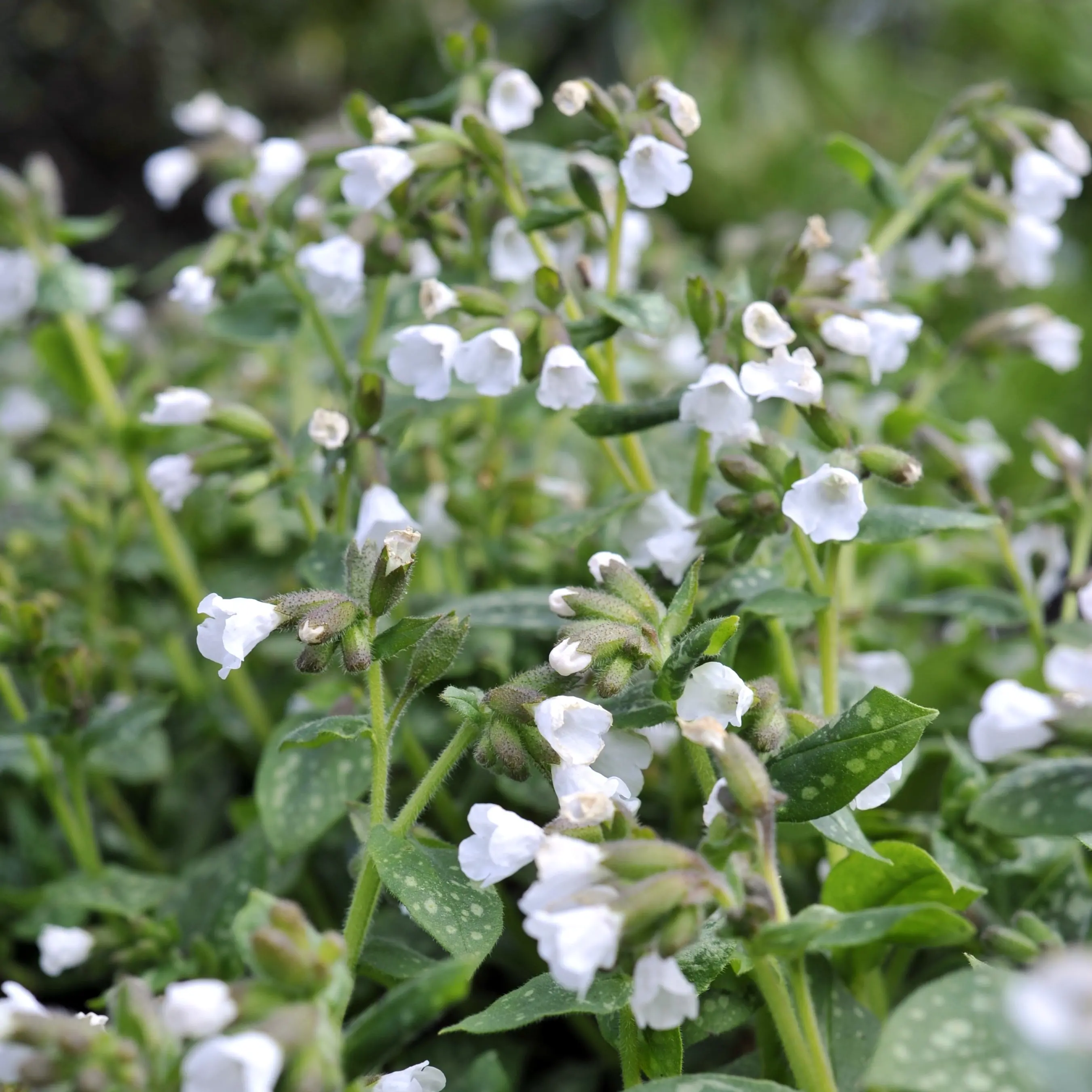 Perennial brings colour