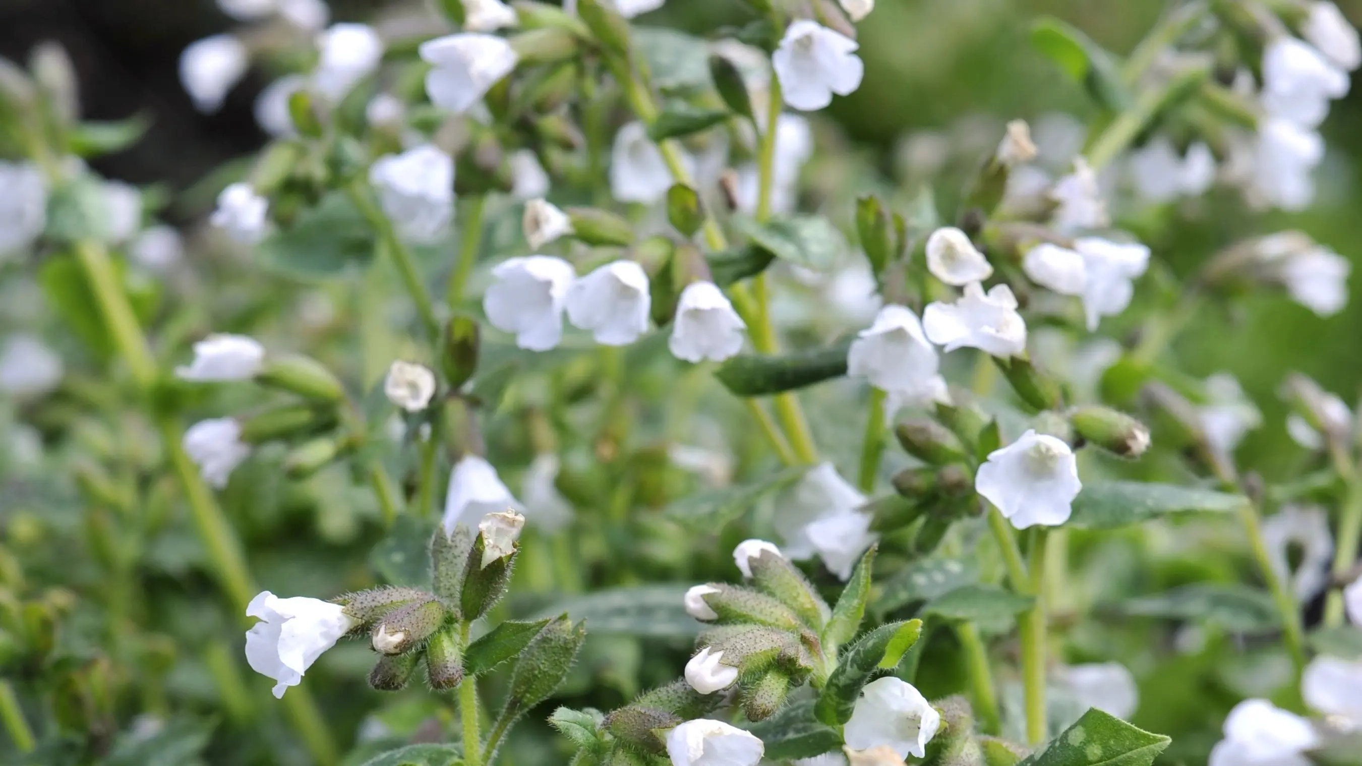Perennial brings colour