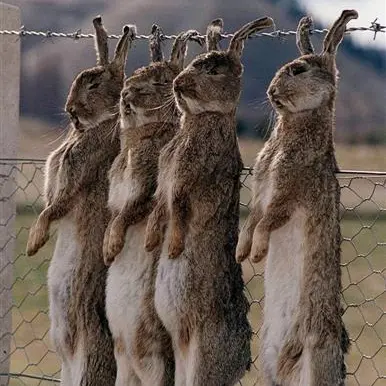 1997: Rabbit-killing virus released
