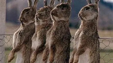 1997: Rabbit-killing virus released