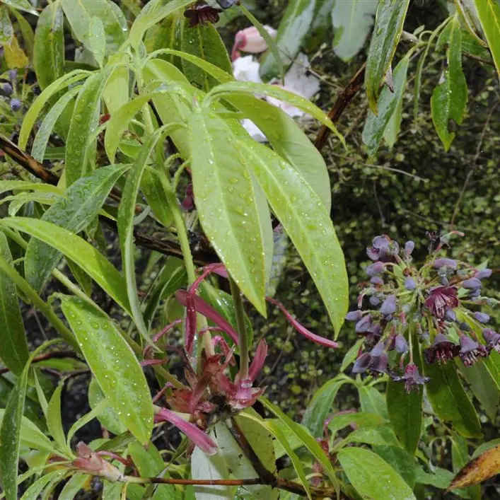 Plant life: Surprise awaits in the garden