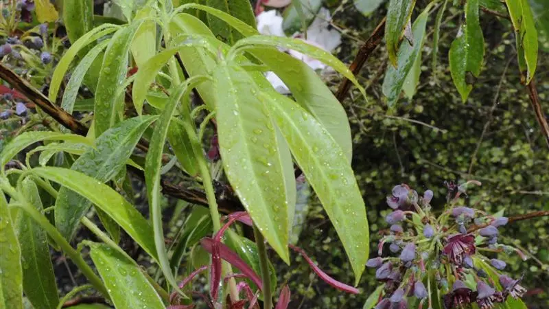 Plant life: Surprise awaits in the garden