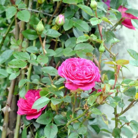 TLC keeps them blooming