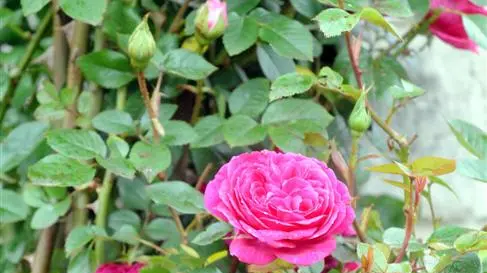 TLC keeps them blooming