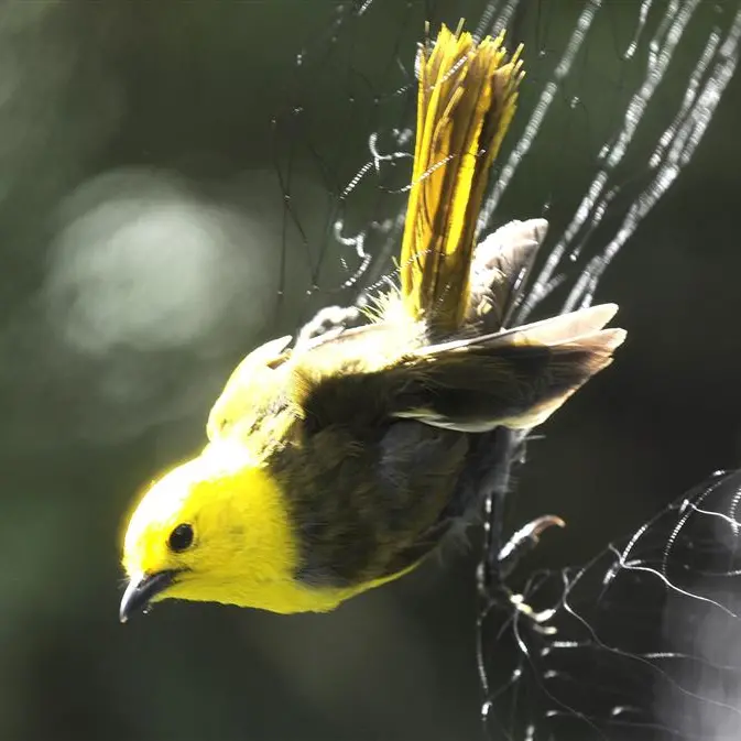 A bird in the hand