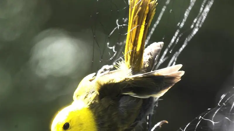 A bird in the hand