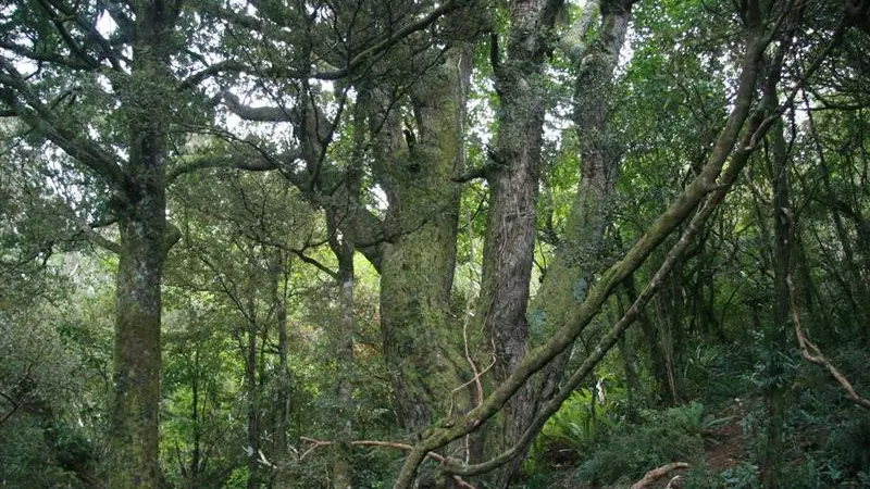 Wild Ways: Not just for the birds