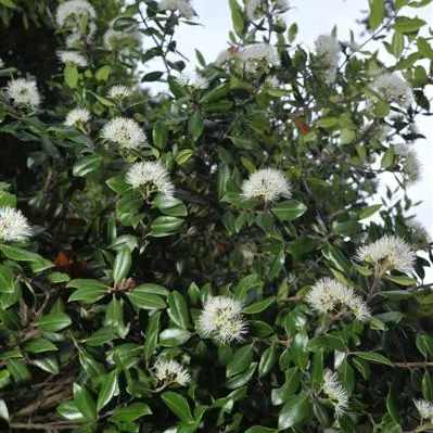 Plant life: Have a white Christmas