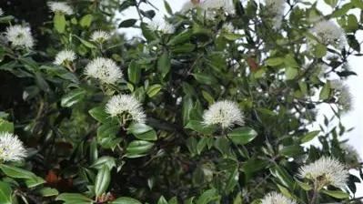Plant life: Have a white Christmas