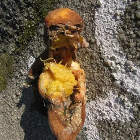 The rotten twin of the Venus of Willendorf