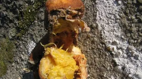 The rotten twin of the Venus of Willendorf