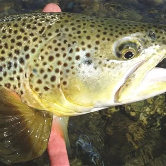 Pick your tactics wisely for catching wily trout