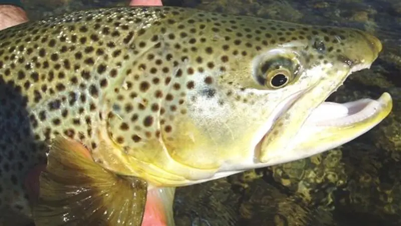 Pick your tactics wisely for catching wily trout