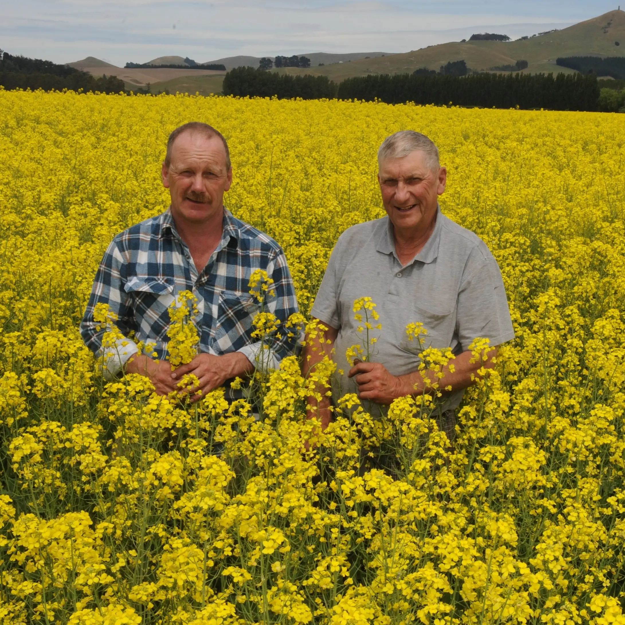 Eye-catching rape crop fuelling the country's future
