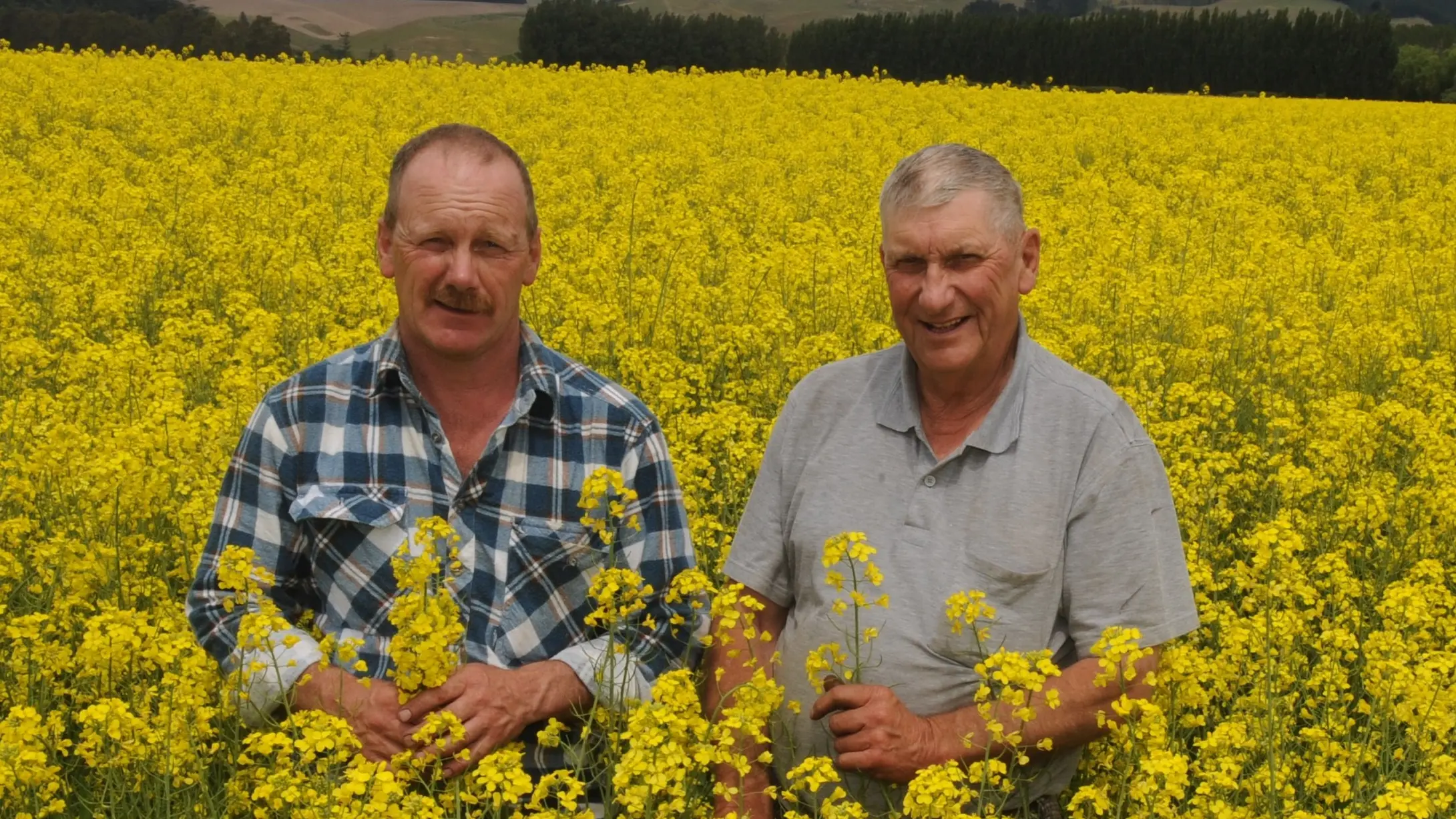 Eye-catching rape crop fuelling the country's future