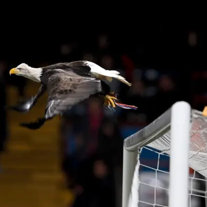 Football: Palace edge Cardiff in League Cup semi