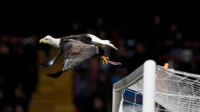 Football: Palace edge Cardiff in League Cup semi