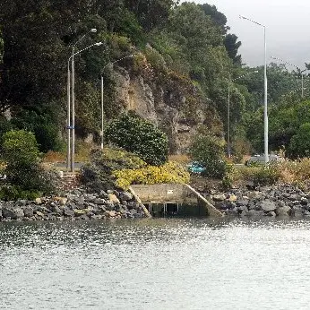 Toxins leach into Otago harbour