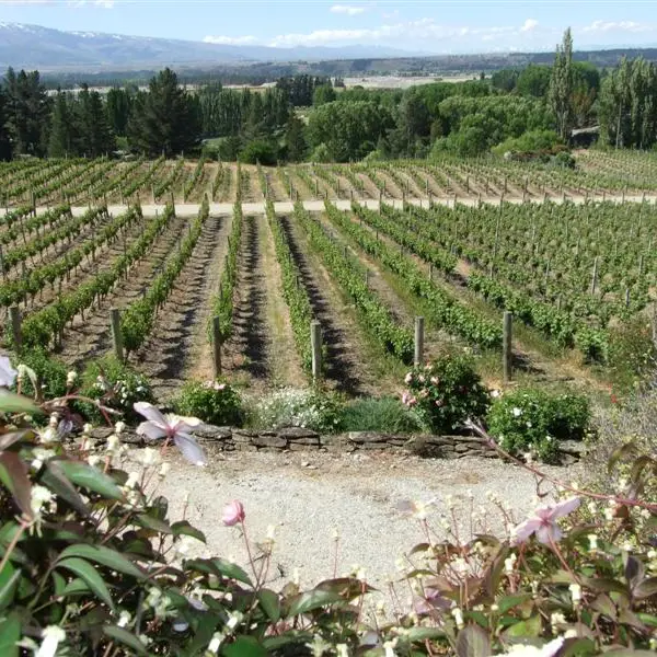 Call for collaboration in wine industry