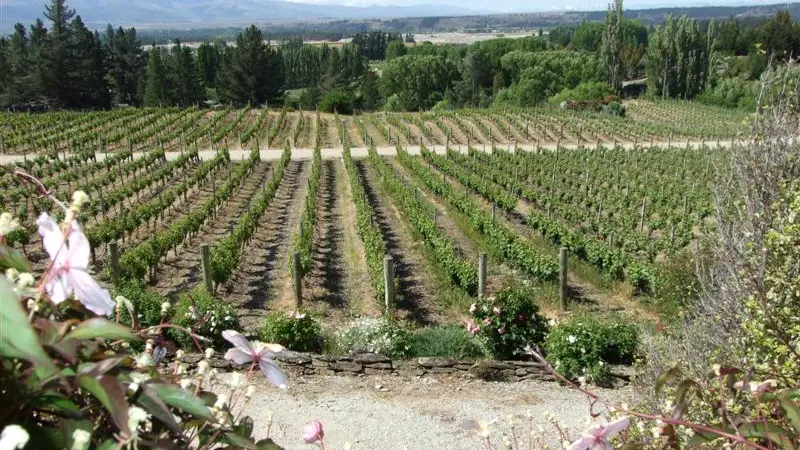 Call for collaboration in wine industry