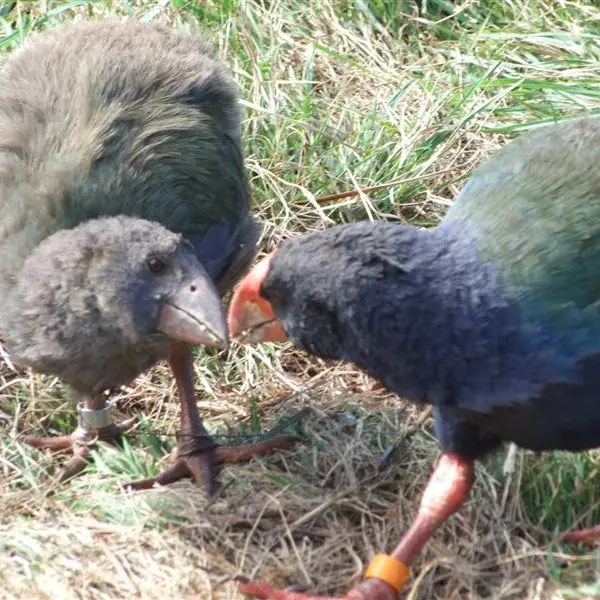 Endangered pair find sanctuary