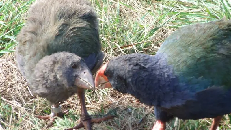 Endangered pair find sanctuary