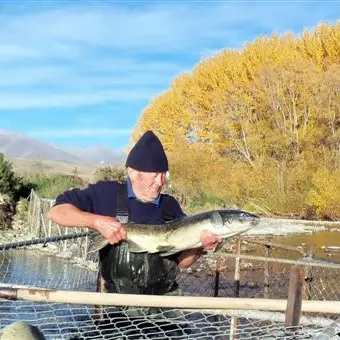 New angle on salmon: 2000 going into river