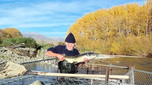 New angle on salmon: 2000 going into river