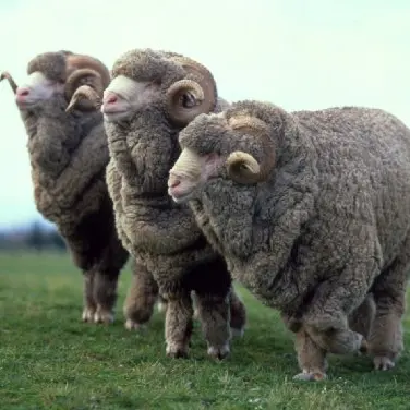 Change a vital part of fine-wool revolution
