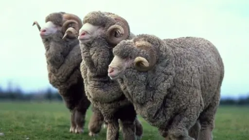 Change a vital part of fine-wool revolution