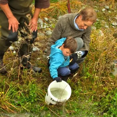 Salmon smolt released
