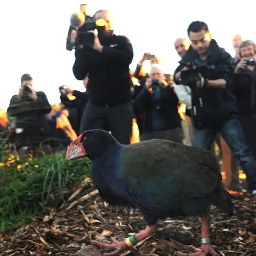 Arrival of takahe 'dream come true'
