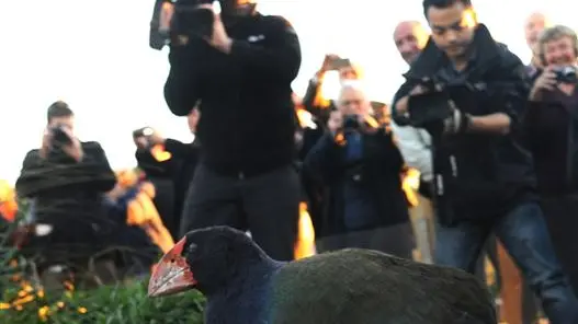 Arrival of takahe 'dream come true'