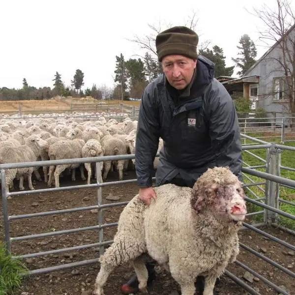Dog attacks merino ewes