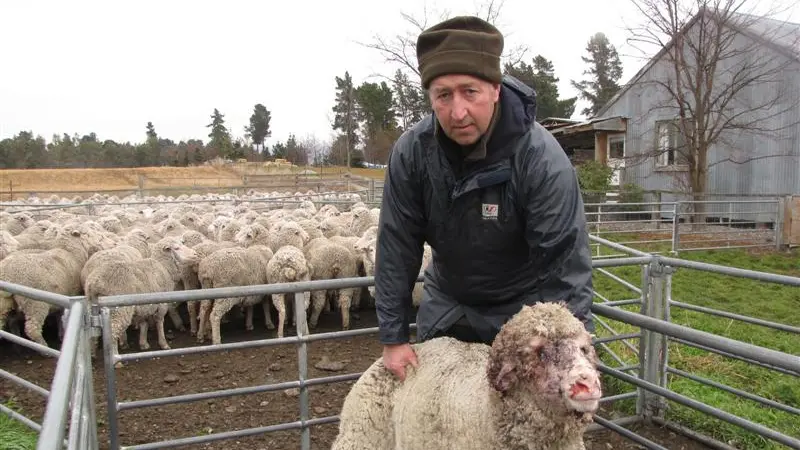 Dog attacks merino ewes