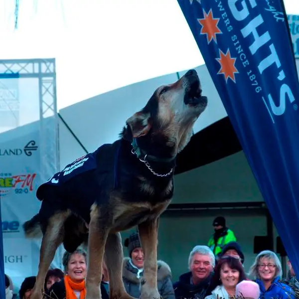 Queenstown Winter Festival Dog Derby