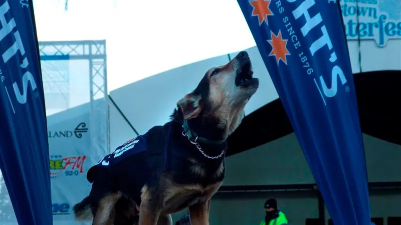 Queenstown Winter Festival Dog Derby