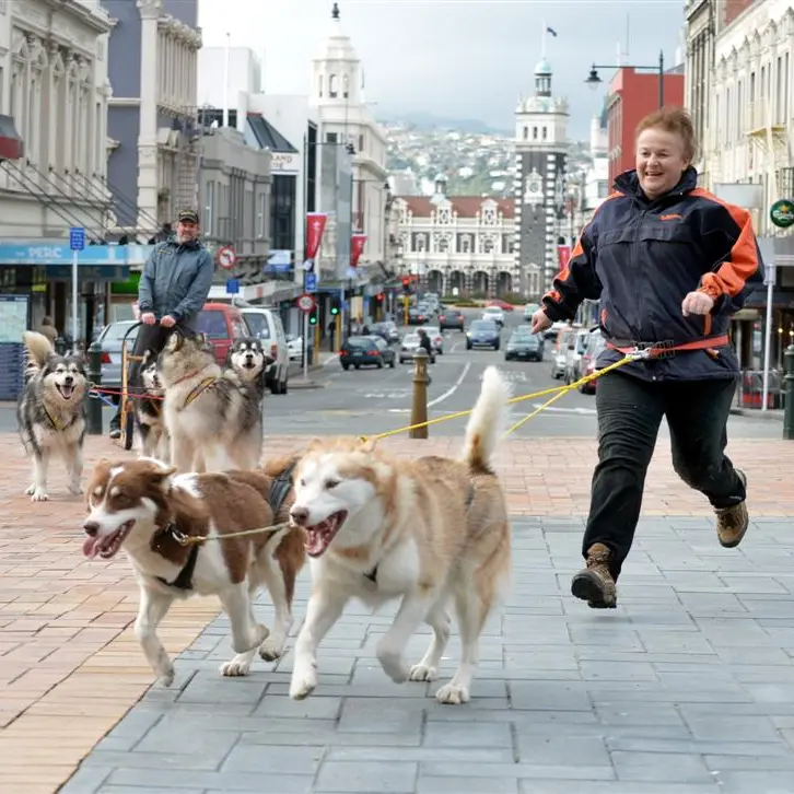 Dogs draw attention to plight