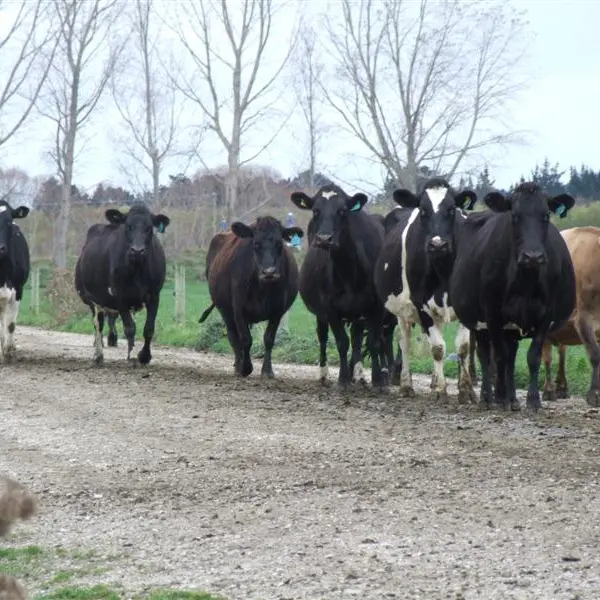 Dairy, beef on rise due to drought