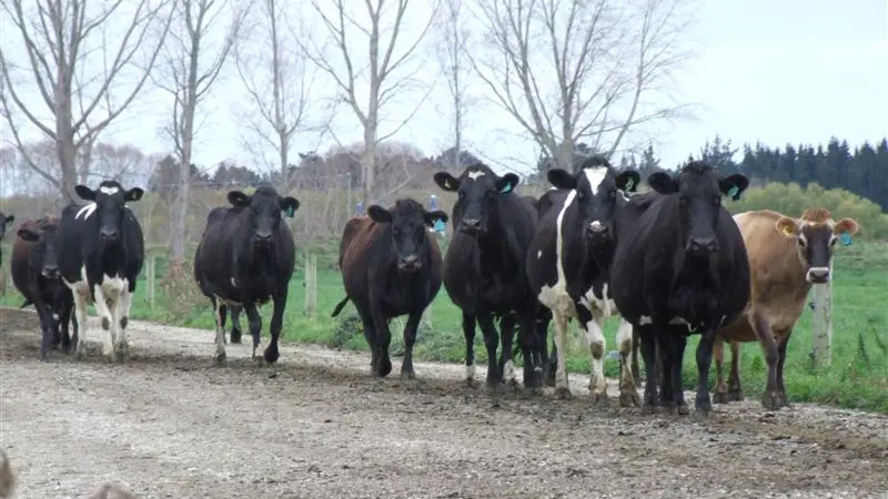 Dairy, beef on rise due to drought