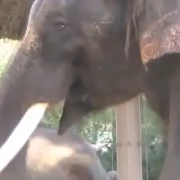 Elephant imitates human speech