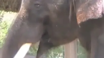 Elephant imitates human speech
