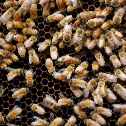 Kaikoura bees evacuated by sea