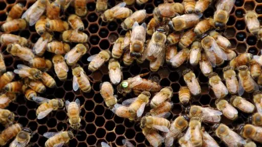 Kaikoura bees evacuated by sea