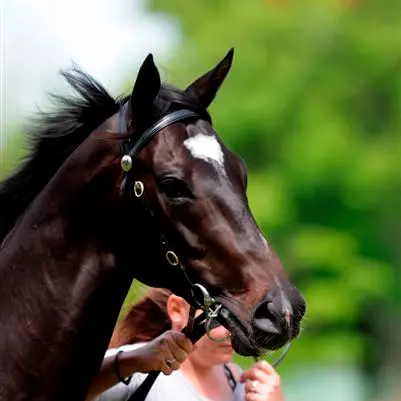 Racing: Rivals should bow to Sacred Falls
