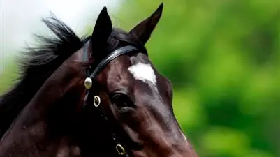 Racing: Rivals should bow to Sacred Falls