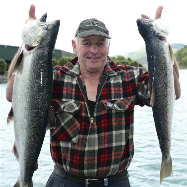 Salmon run starts
