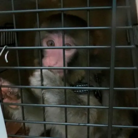 Stylishly dressed monkey sparks Ikea frenzy
