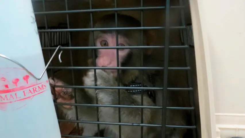 Stylishly dressed monkey sparks Ikea frenzy