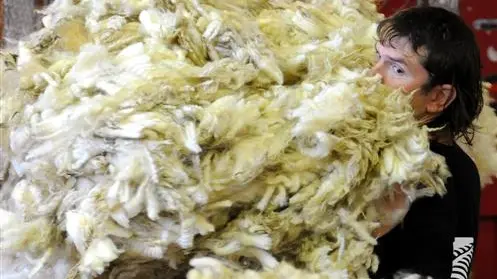 Wool shake-up needed: report